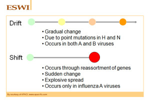Antigenic-shift-and-drift